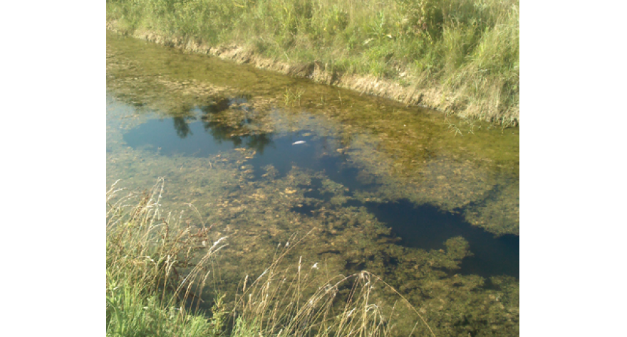 За угинуће рибе криве високе температуре и низак водостај